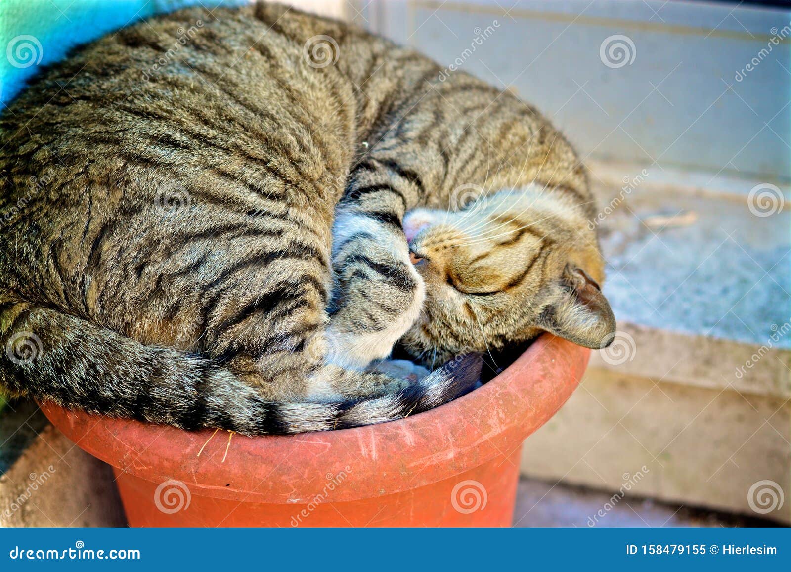 cat sleeping in a pot in lisbon/ chat dormant dans un pot de fleur ÃÂ  lisbonne